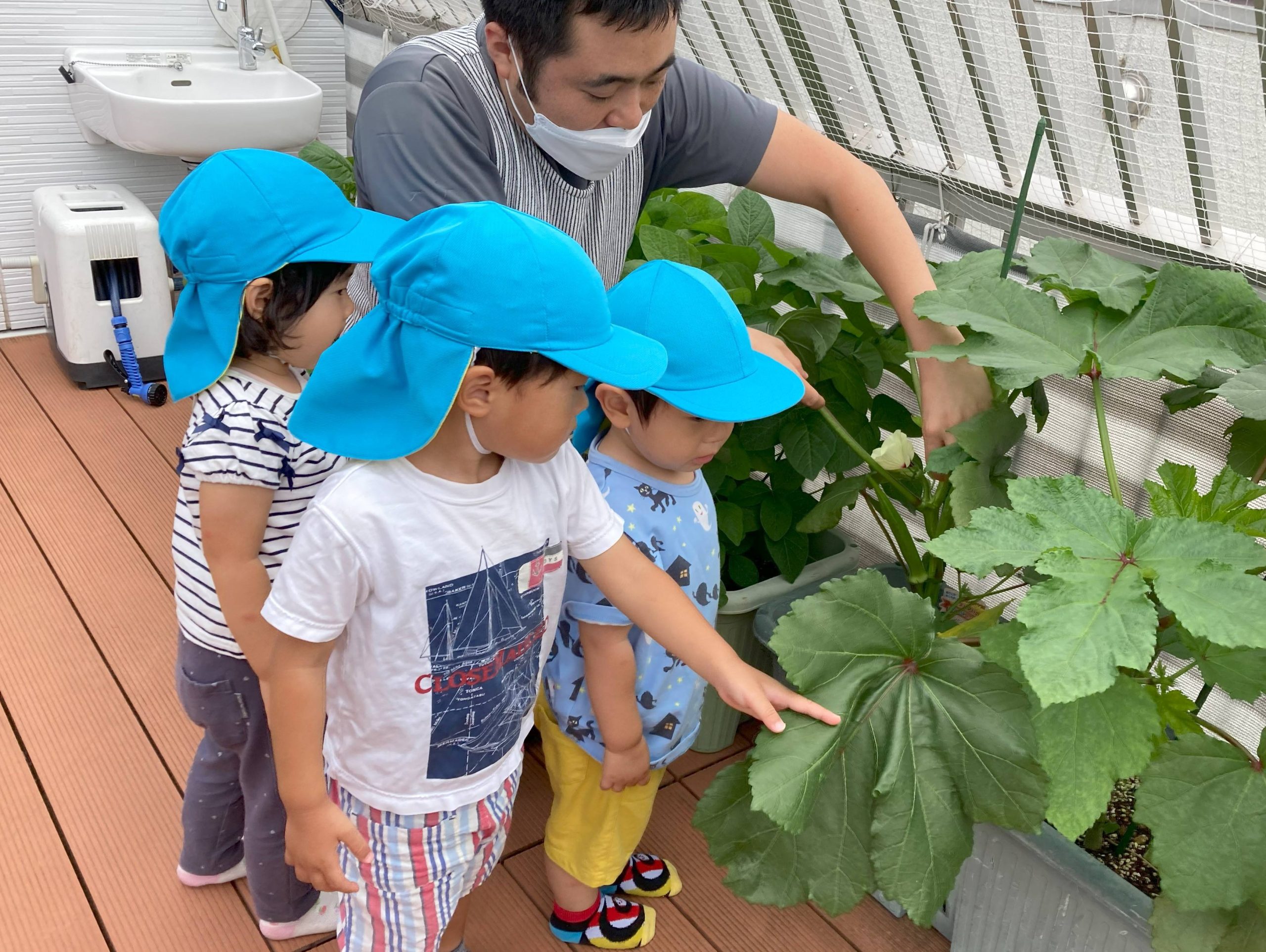 うさぎ組　オクラの収穫🥒